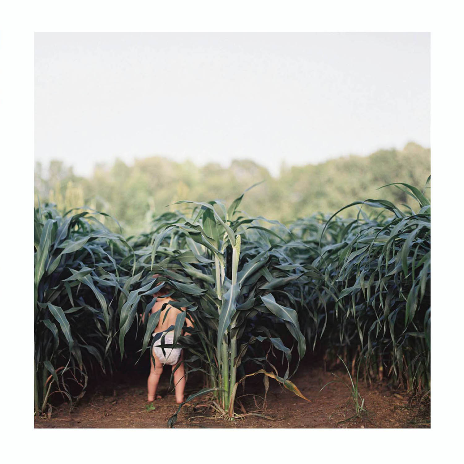 Photo: Ashleigh Coleman's photo of a toddler wearing only a diaper, wandering into a corn field