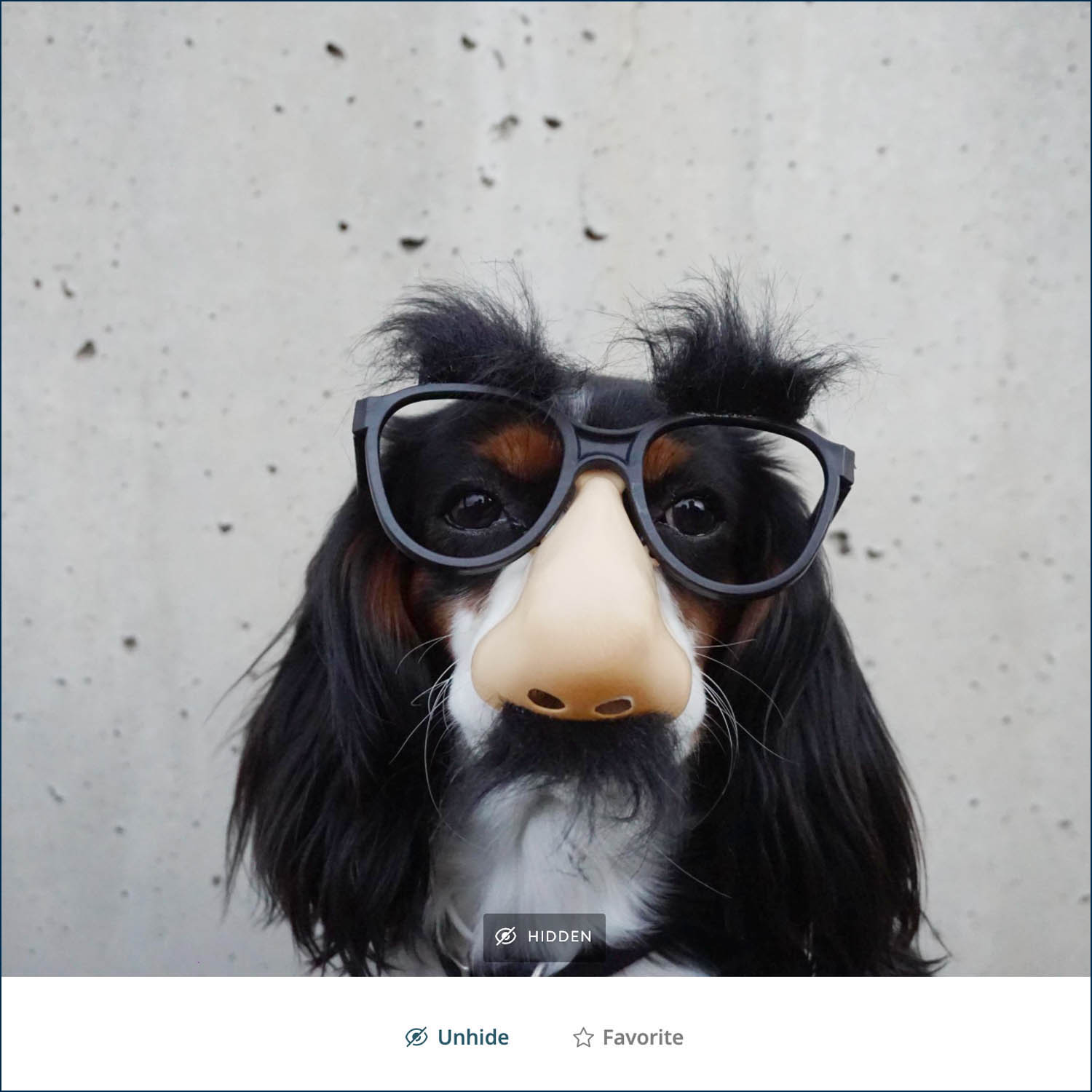 ShootProof's "hide" feature allows photo clients to hide images they want to keep private, like this silly dog portrait by Braydon Anderson