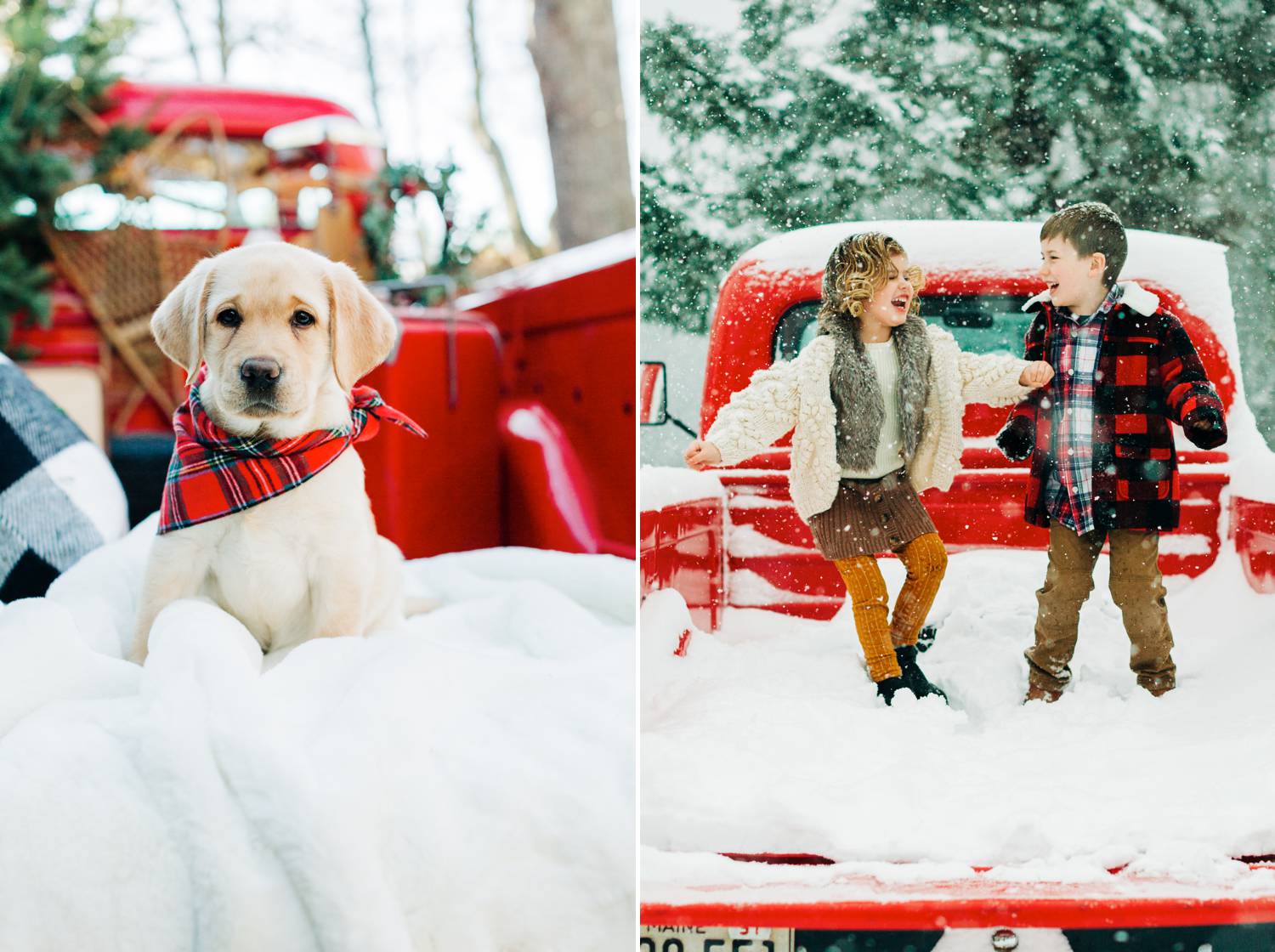 In two side-by-side photographs by Maine Tinker Photography, a red vintage pickup truck is parked in the snow. In one photo, a labrador puppy wears a red plaid bandana and sits calmly on a white blanket. In the other photo, two young kids jump about in the bed of the truck, which has filled with falling snow. Christmas Mini Session: Ideas Families will ADORE!
