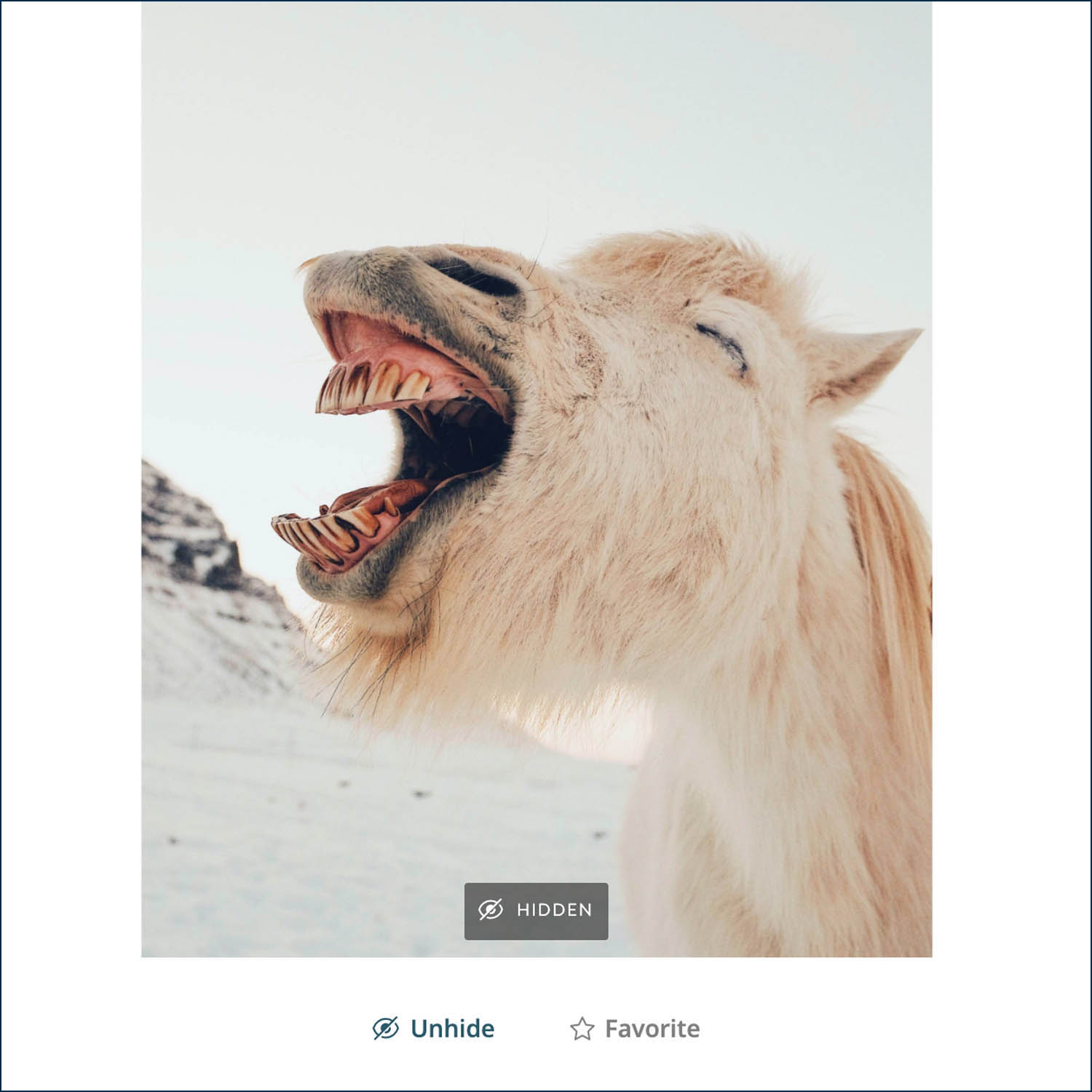 Use the "Hide" feature in ShootProof to eliminate select photos from view, like this silly horse portrait by Dan Cook