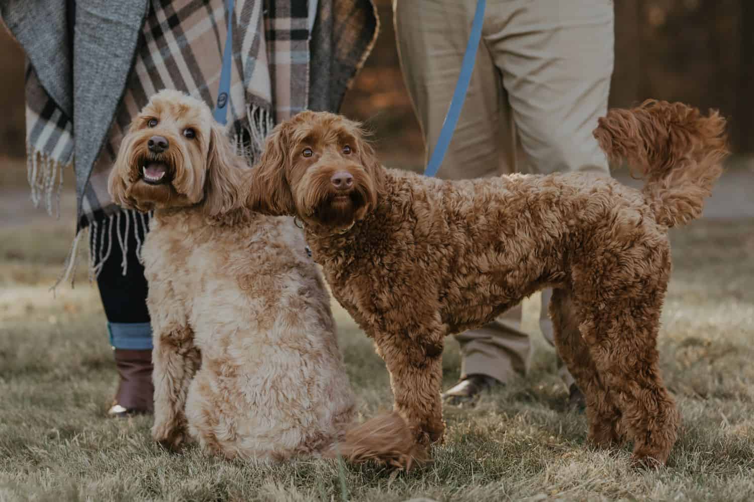 See how dog photography can enhance your portrait and wedding images. Your clients will love adding their furry family member to their next session!