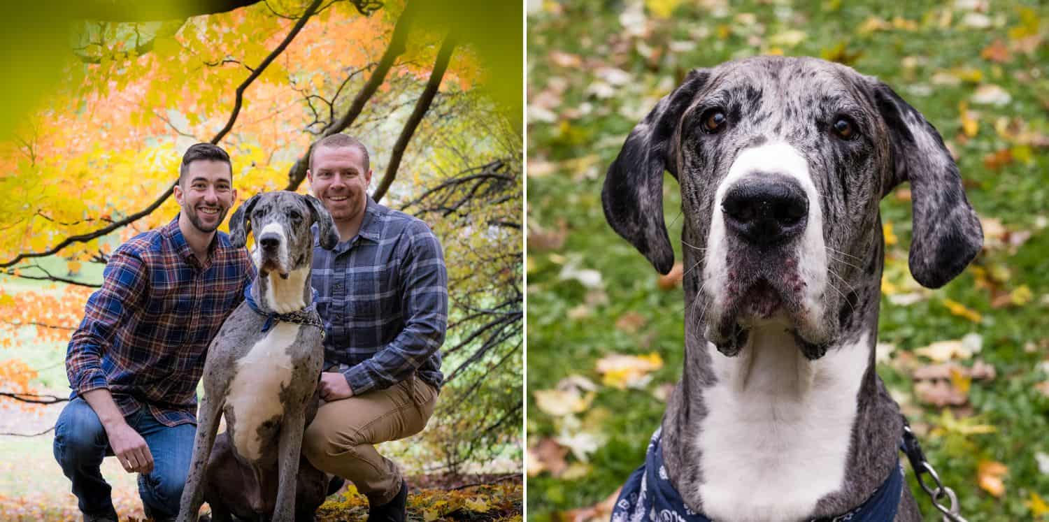 See how dog photography can enhance your portrait and wedding images. Your clients will love adding their furry family member to their next session!