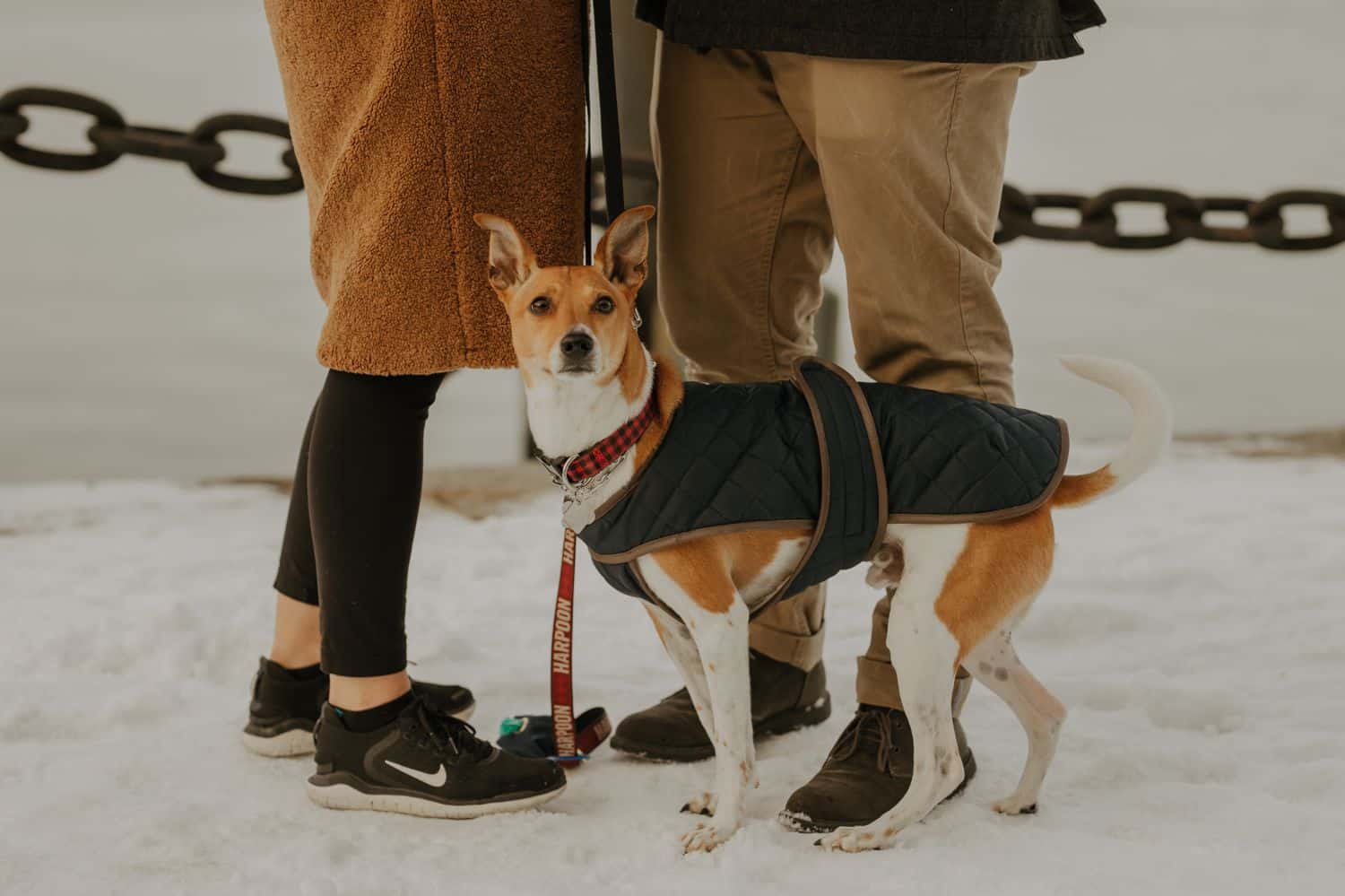 See how dog photography can enhance your portrait and wedding images. Your clients will love adding their furry family member to their next session!