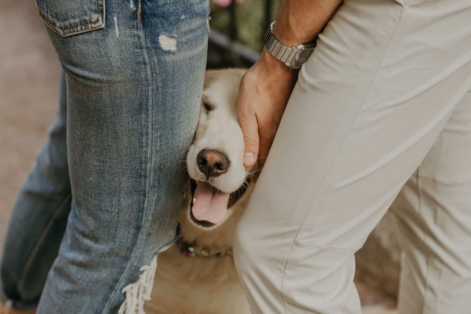 See how dog photography can enhance your portrait and wedding images. Your clients will love adding their furry family member to their next session!