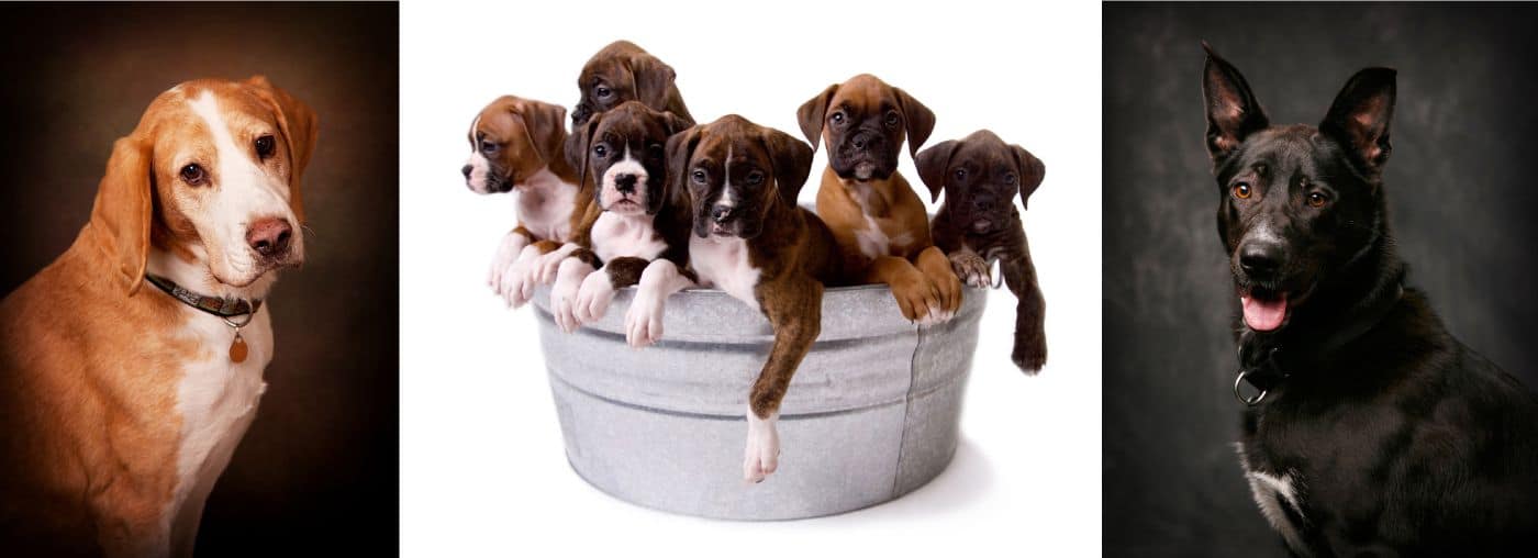 images-focus-on-giving-joanne-compressor