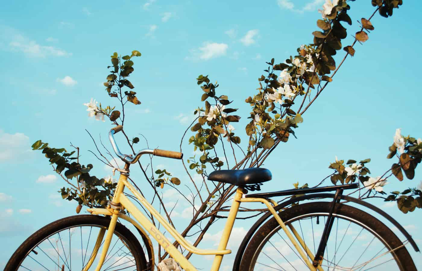 images-project-04-cordeiro