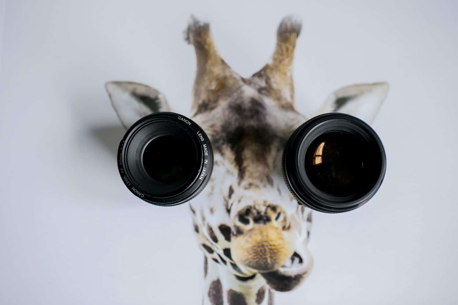 Two lenses cover the eyes of a giraffe in a painting.