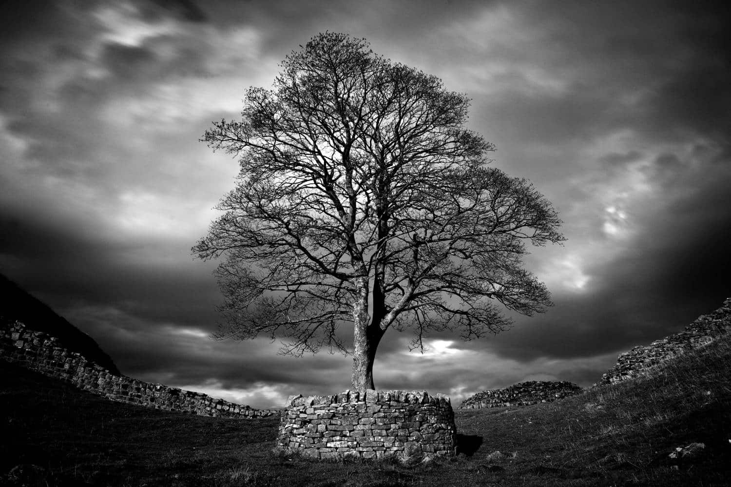 Sell fine art photography online, like this black and white image of a huge oak tree by Joshua Wyborn.