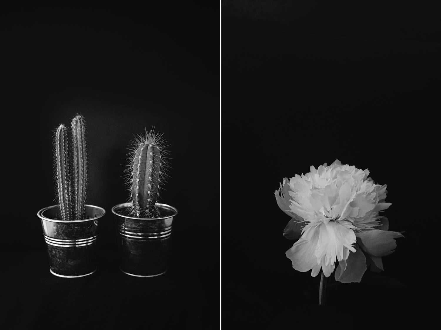 Sell fine art photography online like Joshua Wyborn, whose moody images of landscapes, flora, and fauna help him earn passive income during slower months.