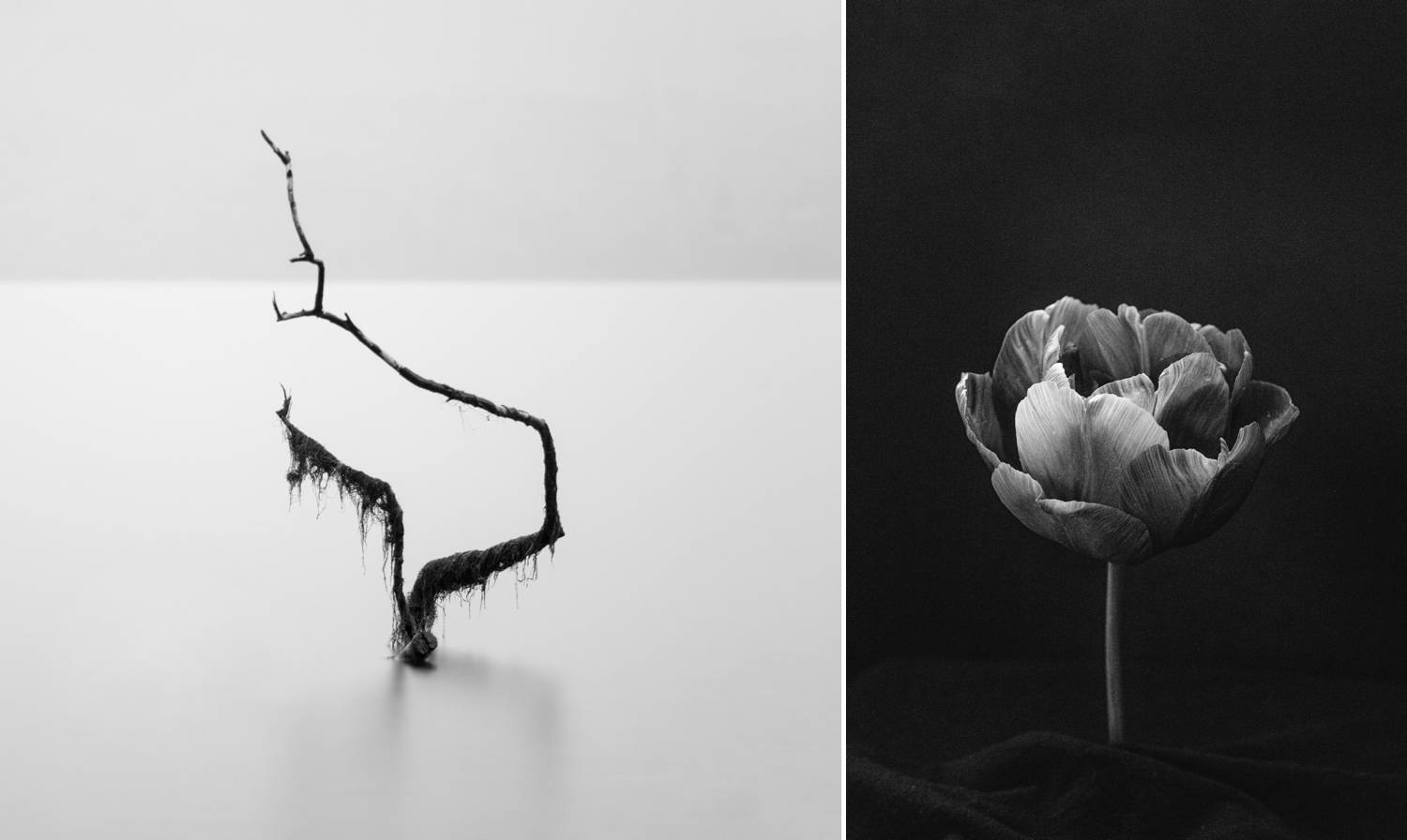 Joshua Wyborn creates fine art prints to sell online, including this ghostly image of a dead tree rising out of a pale lake, and a dim studio image of a flower blossoming against a black background.