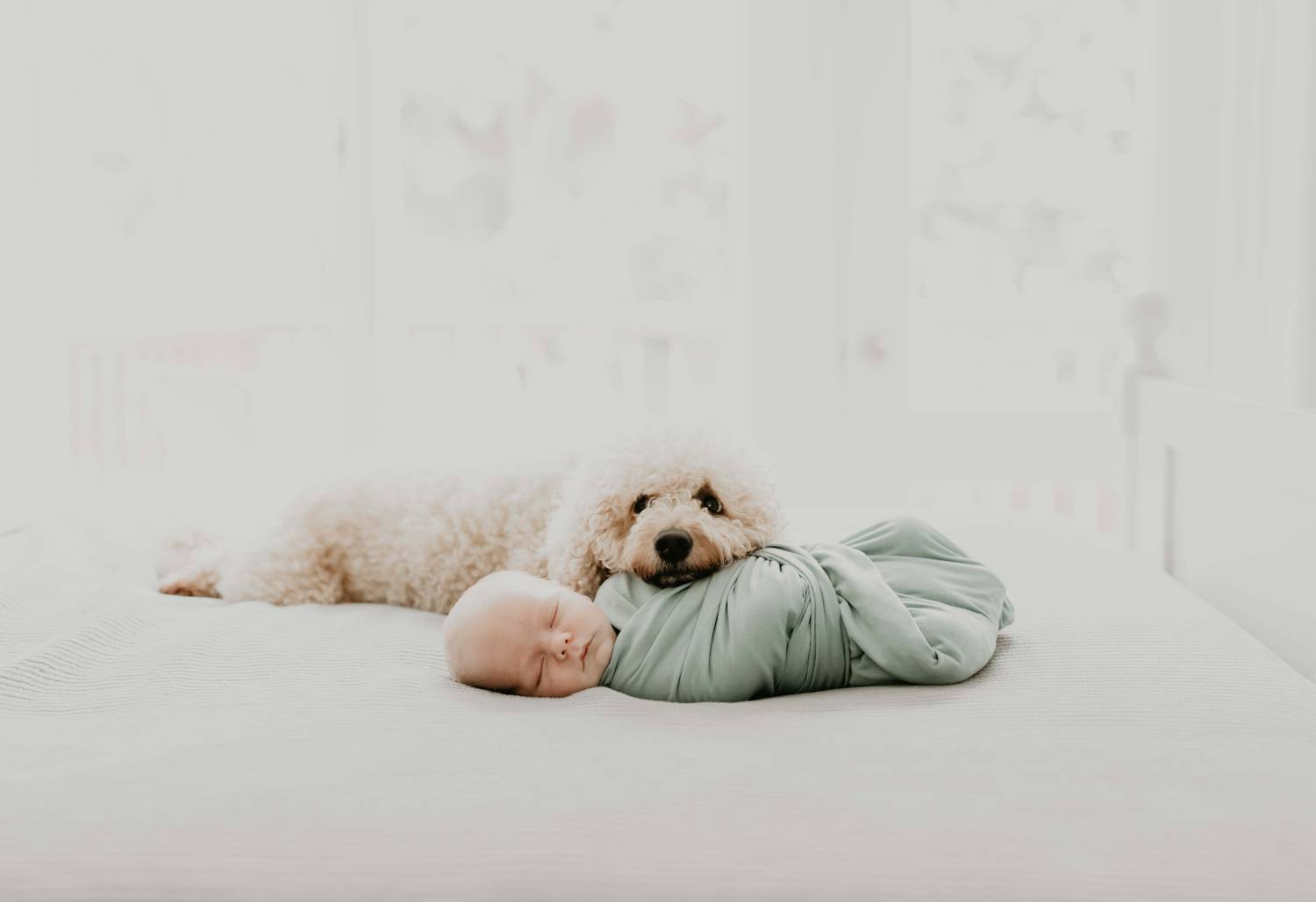 Photo: Shefali Parekh's simple, muted portrait of a newborn baby swaddled in a seafoam green cloth as a white fluffy dog rests it's head on the baby's belly.