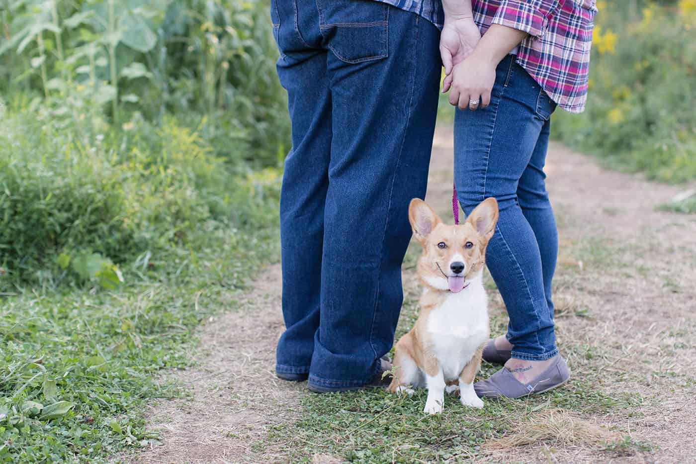 couple holding hands over their corgi puppy by customer service whiz cinnamon wolfe