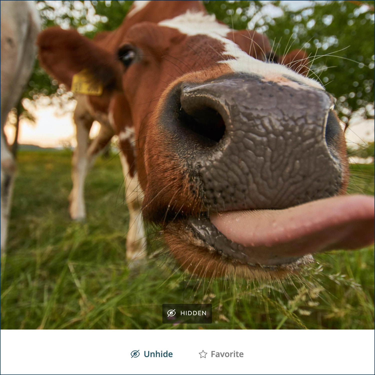 Wolfgang Hasselmann's silly photo of a cow is a perfect example of a photo that cow might want to "Hide" in her ShootProof gallery!